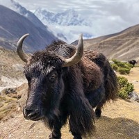 YAK YAK YAK NEPAL, czyli trekking w Himalajach