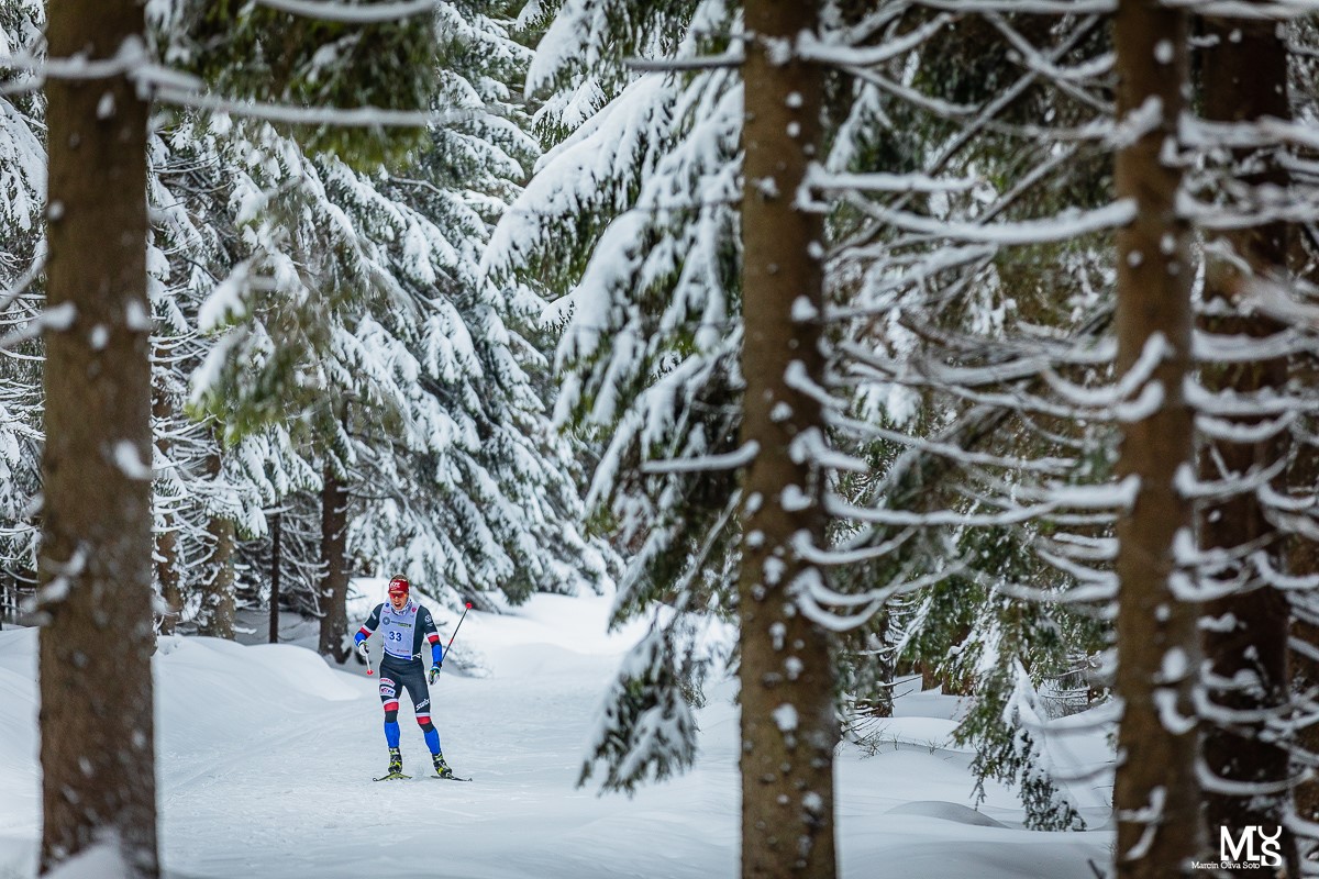 Samotny narciarz biegowy w ośnieżonym lesie