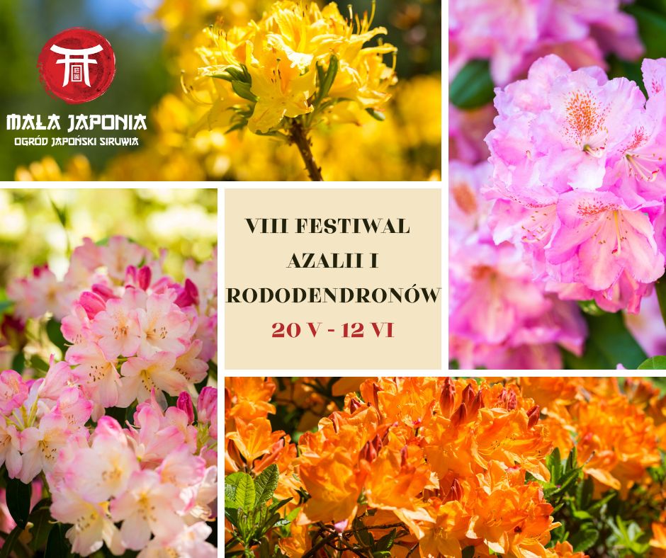 Festiwal azalii i rododendronow w Małej Japonii