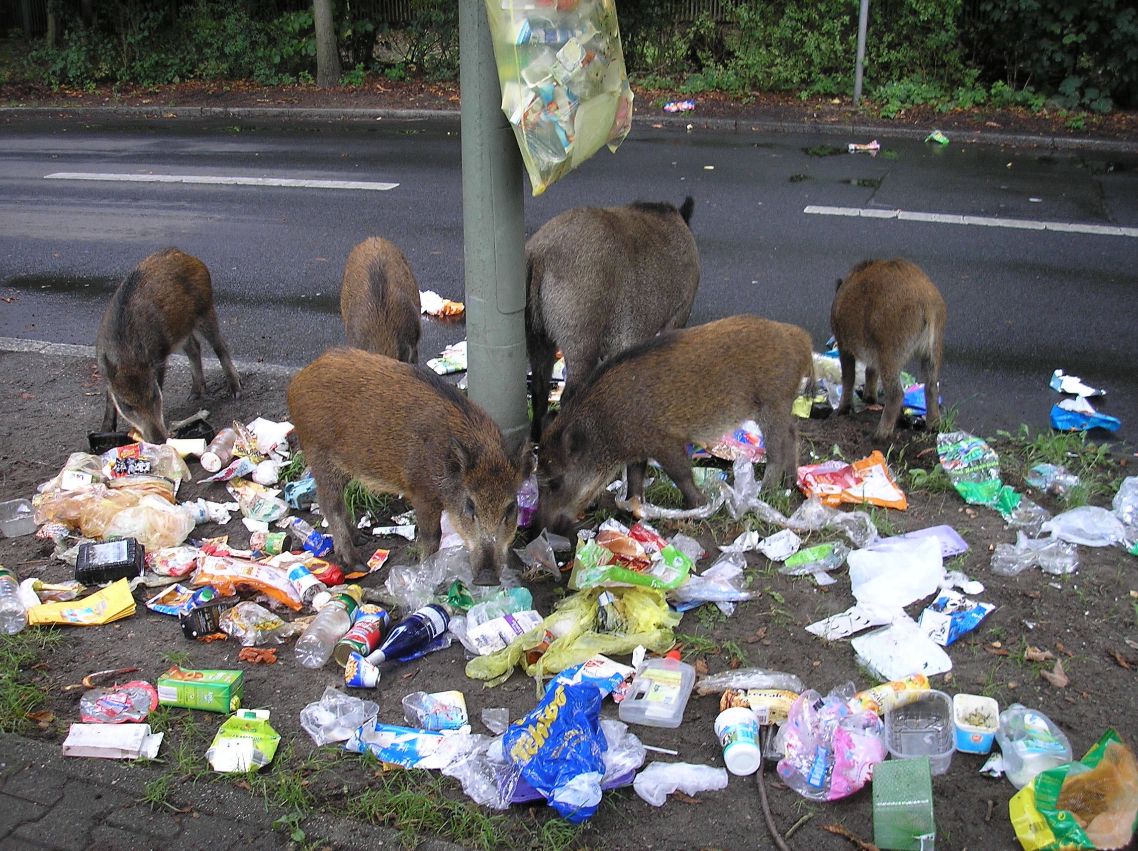 Dziki w mieście buszujące w śmieciach